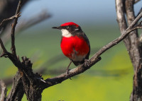 Birdsville Track at Clayton Crossing